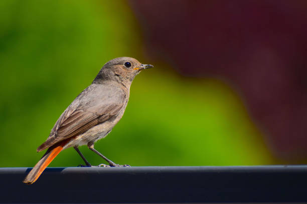 istock Black redstar female resting on a fence 1457071307