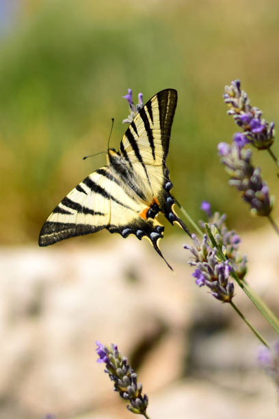 скудная бабочка ласточкин хвост на лаванде - scarce swallowtail стоковые фото и изображения