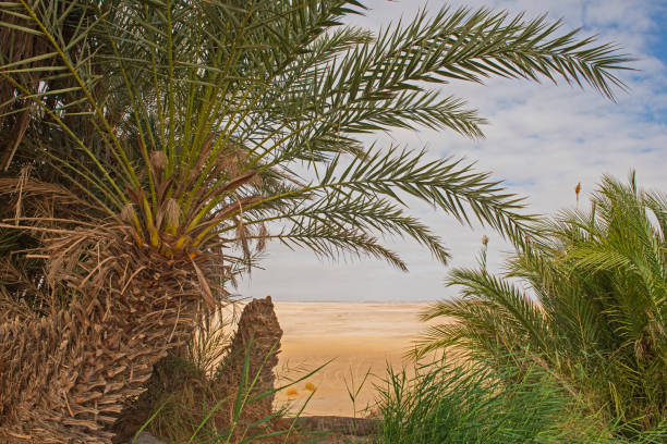 Timimoun in the south of Algeria, city in the big Algerian desert with palms groves and old kssour , famous Algerian desert with gold sand