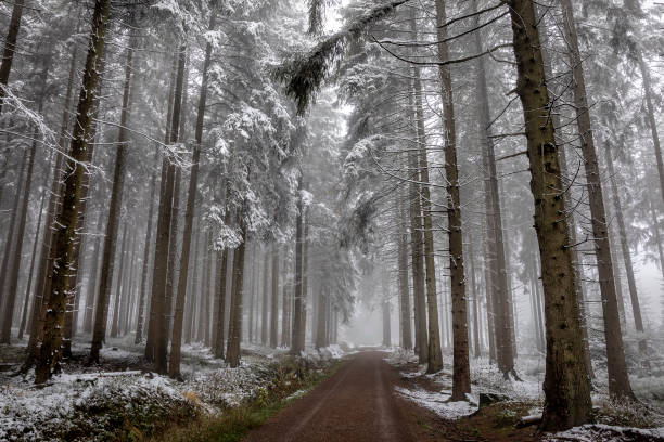 walk in foggy winter fir forest