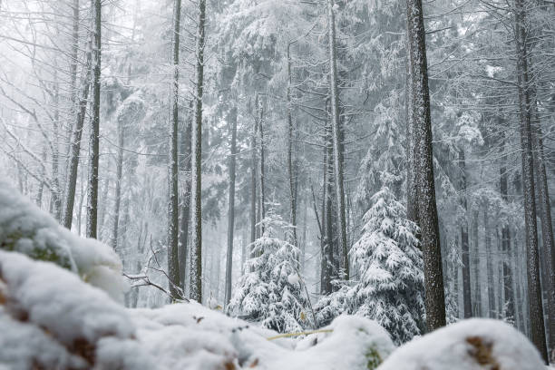 istock foggy winter forest in snow 1457073051