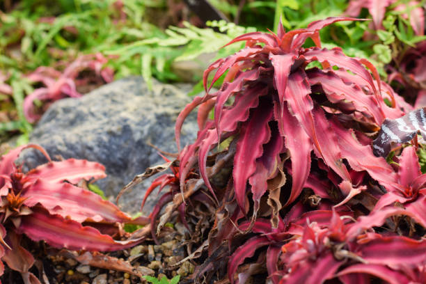 istock Bromeliads plant in garden. home plant decoration concept 1457073155