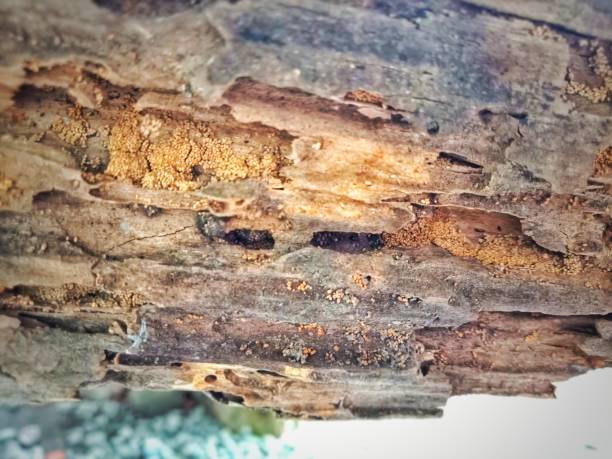 istock Brittle wood caused by termites 1457073389