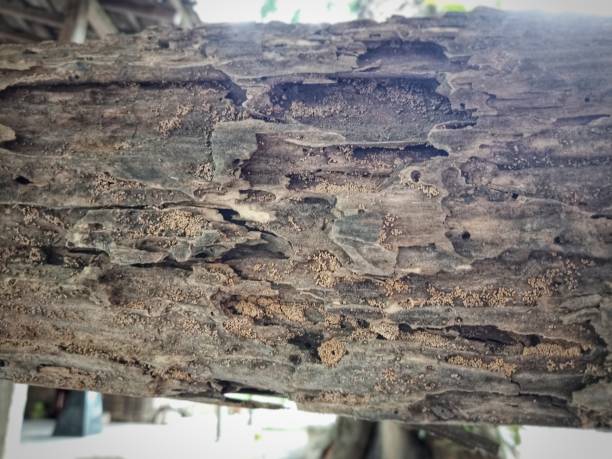 istock A brittle wood caused by termites 1457073527