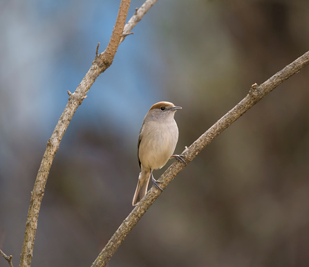 Eurasian blackcap perching on a naked branch in my back yard.