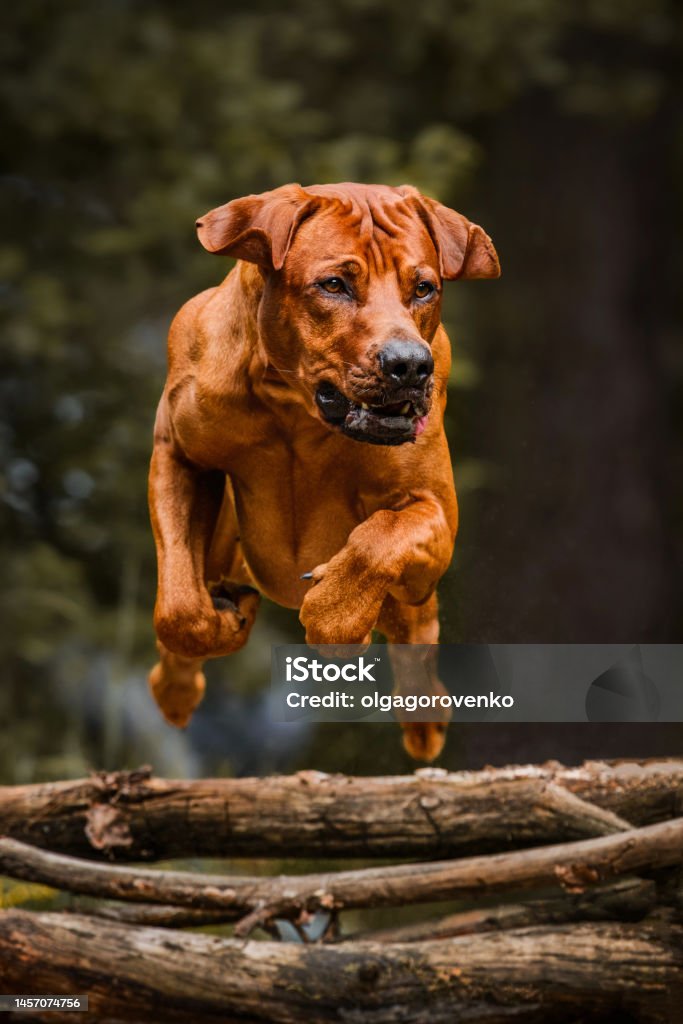 Silly Ridgebacks Funny Rhodesian Ridgeback Dog Jumping Over Fallen Tree Log Barrier ...