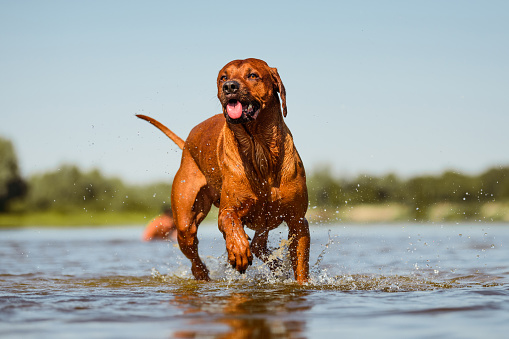 funny face happy rhodesian ridgeback dog having fun running jumping splashing in river water on beach on sunny summer day