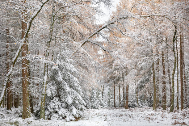 larch, spruce forest in snow during winter