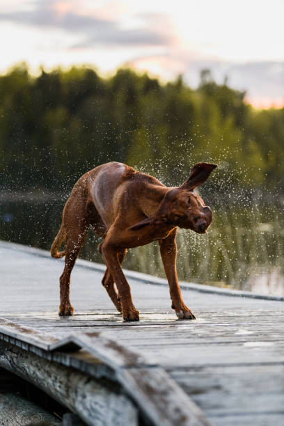 istock rhodesian ridgeback dog shaking off water on hot summer day 1457074863