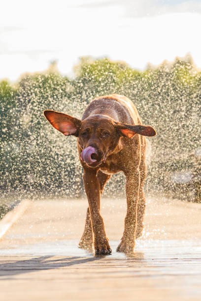 istock rhodesian ridgeback dog shaking off water on hot summer day 1457074903