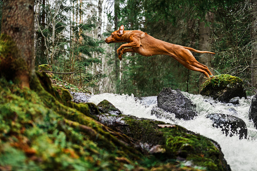 Rhodesian ridgeback dog jumping high above waterfall from one river bank to another