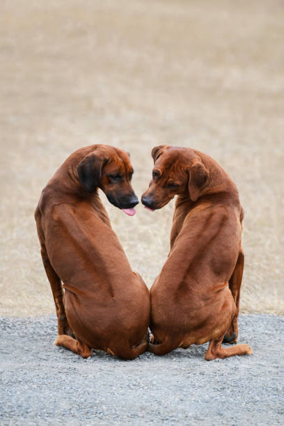 rhodesian ridgeback couple sitting in heart shape, stud mating advertisement Two purebed rhodesian ridgeback dogs, male female couple, sitting together ridges to camera in heart shape, stud mating advertisement coupling stock pictures, royalty-free photos & images
