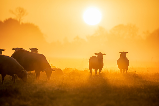 sheep herd silhouette at sunrise in fog