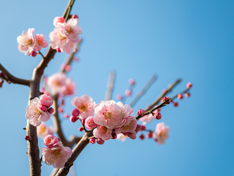 Plum blossom bud in springtime