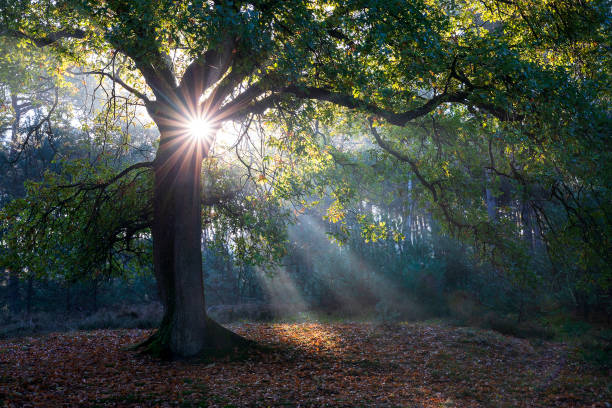 beautiful sunbeams in autumn forest stock photo