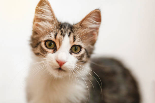 istock Cat looking carefully at the camera 1457076770