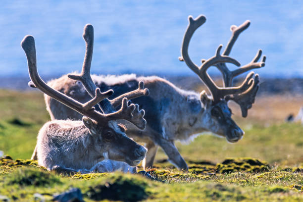 toros de reno de svalbard con astas grandes - stags horn fotografías e imágenes de stock