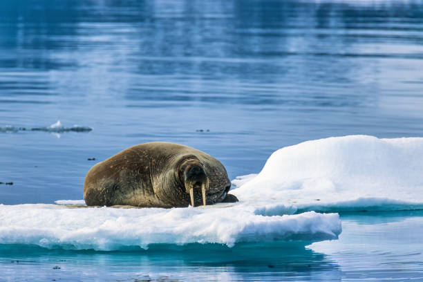 북극에서 바다코끼리와 함께 녹는 빙원 - 바다코끼리 뉴스 사진 이미지