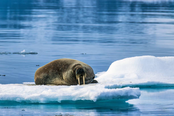 Melting ice floes with a Walrus in the arctic Melting ice floes with a Walrus in the arctic walrus stock pictures, royalty-free photos & images