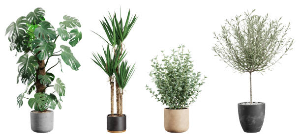 Beautiful plants in ceramic pots isolated on transparent background. 3D rendering. stock photo