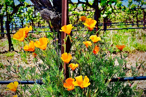Colorful wild flowers grow in front of the trestles of ancient wine vines