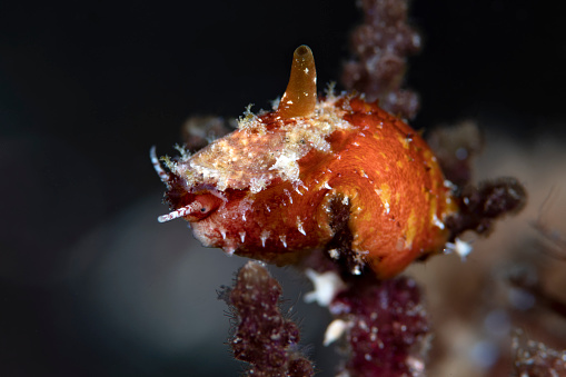 Sea snail. Underwater macro world of Tulamben, Bali, Indonesia.