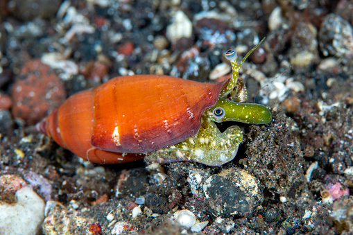Sea snail. Underwater macro world of Tulamben, Bali, Indonesia.