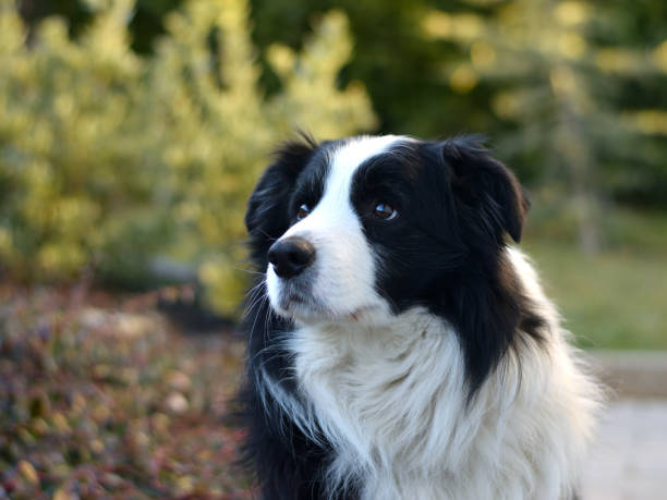 istock Border Collie close-up portrait 1457082254