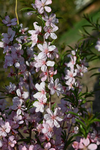 istock pink cherry sakura blossom close-up in nature park background 1457083042