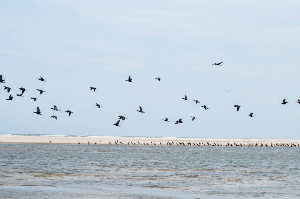 Large group of cormorons flying in brazil