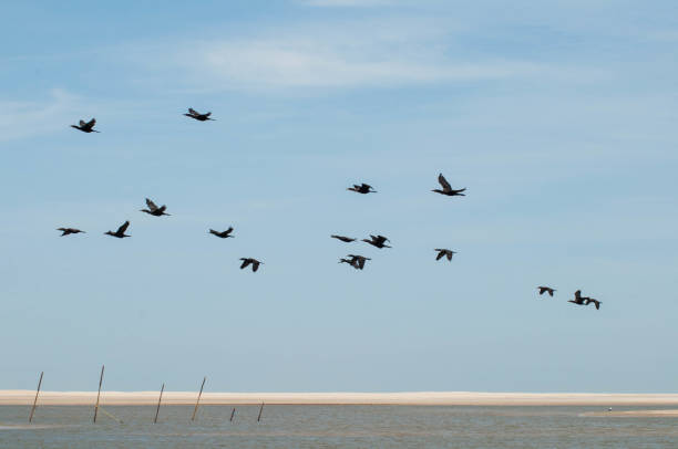 istock Large group of cormorons flying 1457083071