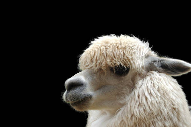 istock alpaca close up face, black background with copy  space 1457084289
