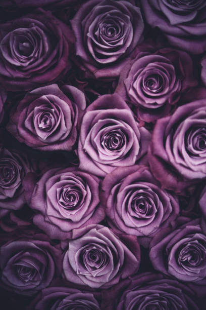 istock Boque of Purple Roses 1457084408