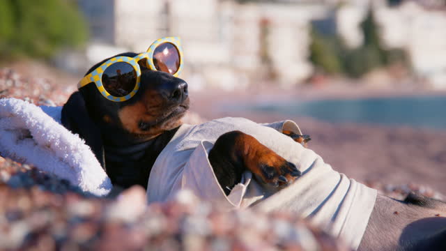 Excited dachshund in sunglasses sunbathing on sea beach