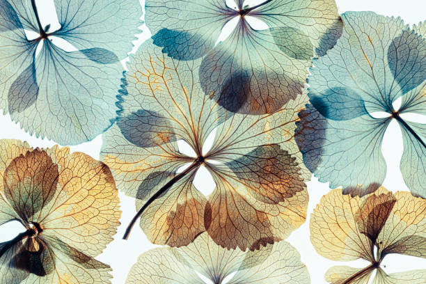 istock Pressed and dried dry flower hydrangea Isolated on white background 1457086632