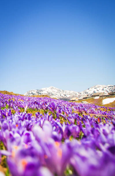 春は美しい花壇で風景を覆っています。ヴェリカプラニナ - spring crocus temperate flower european alps ストックフォトと画像