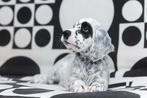 Black and white puppy with matching background