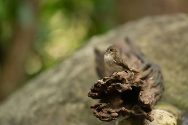 istock Asian Brown Flycatcher in forest 1457090516