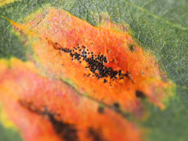 folha de pera (parte superior) com ferrugem de pera - doença causada pelo fungo gymnosporangium sabinae - rust fungus sign rust rusty - fotografias e filmes do acervo