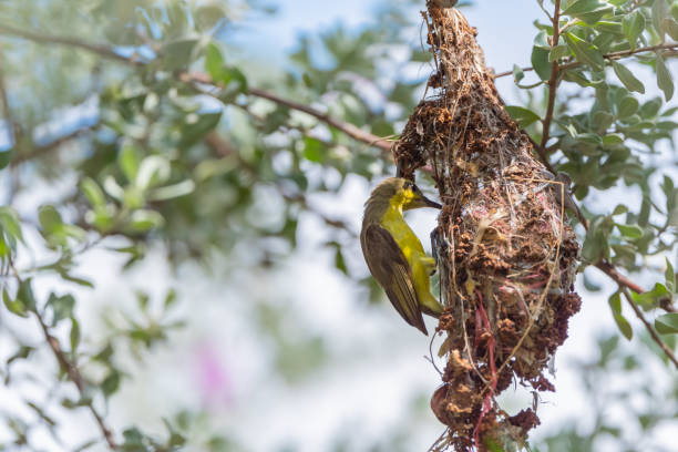 istock Olive Backed Sunbird on the tree in forest 1457091150