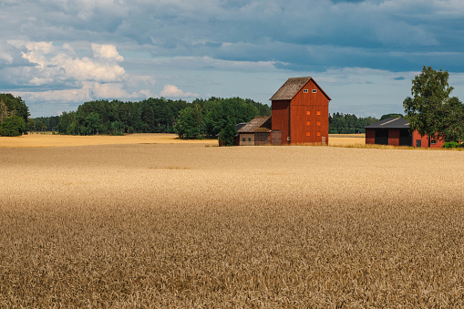 Characteristic landscape in southern Sweden with vast cornfields and a large blood-red barn