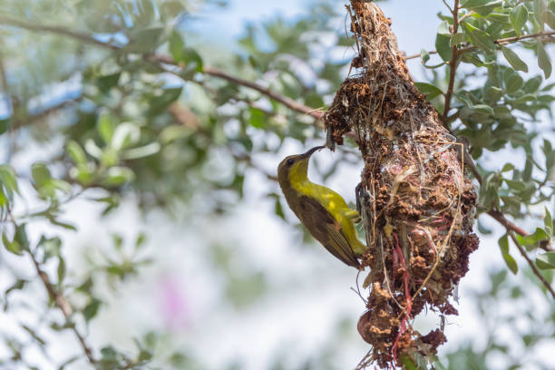 istock Olive Backed Sunbird on the tree in forest 1457091258