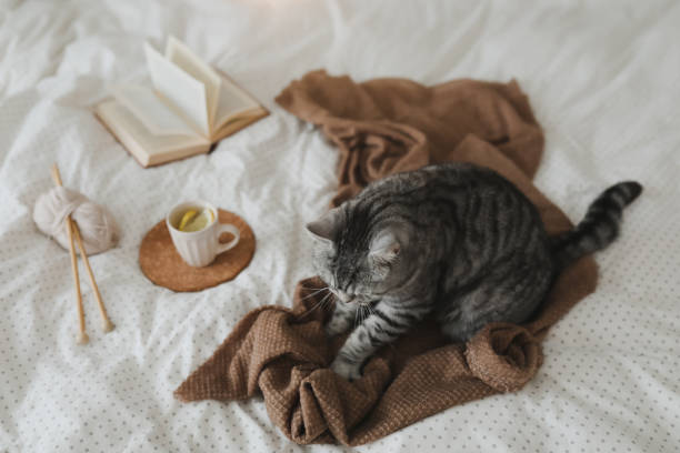 istock Cute tabby cat in bed on warm blanket. Hygge concept. Lazy weekend 1457091536