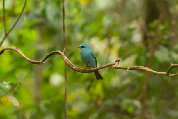 istock Verditer Flycatcher bird in the rain forest 1457091694
