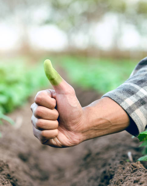 Hand, green thumb and eco friendly farming in closeup with soil, dirt or earth for sustainable growth. Farmer, farm and thumbs up in sustainability, ecology or agriculture safety for future of planet mano, pulgar verde y agricultura ecológica en primer plano con tierra, tierra o tierra para un crecimiento sostenible. agricultor, agrícola y pulgar hacia arriba en sostenibilidad, ecología o seguridad agrícola para el futuro del planeta