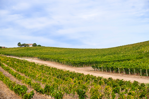 Vineyard of the Vermentino di Gallura wine in northeast Sardinia
