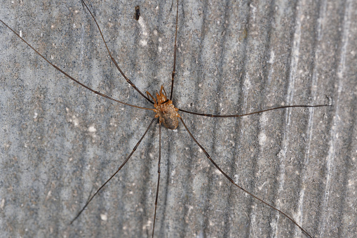 A snapshot of a large mosquito perched on the side of a hallway's wall in an office building.