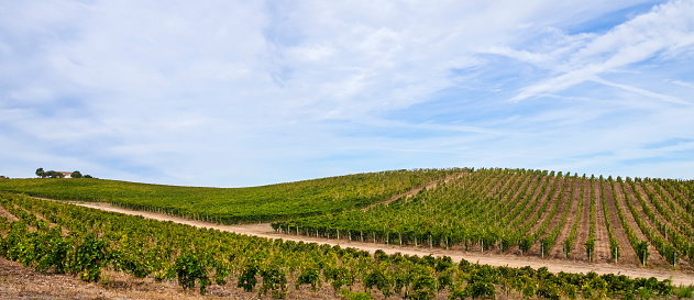 Vineyard of the Vermentino di Gallura wine in northeast Sardinia