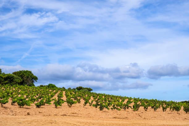 Vermentino di Gallura vineyard in northeast Sardinia stock photo