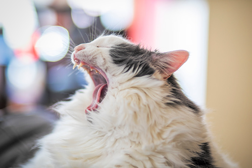 The profile of a fat and fluffy cat in the middle of a big yawn.